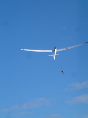 Duo Discus de Nogaro en treuillée